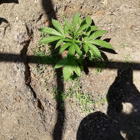 Green Gelato growlog timeline photo