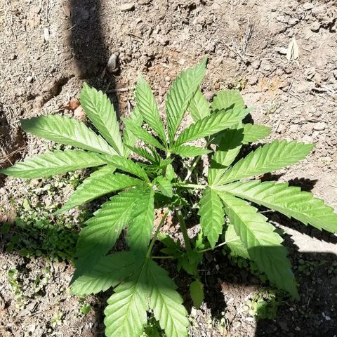 Green Gelato growlog timeline photo