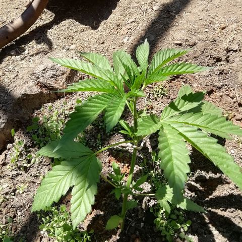 Green Gelato growlog timeline photo