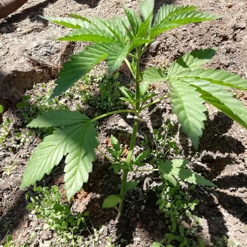 Green Gelato growlog timeline photo