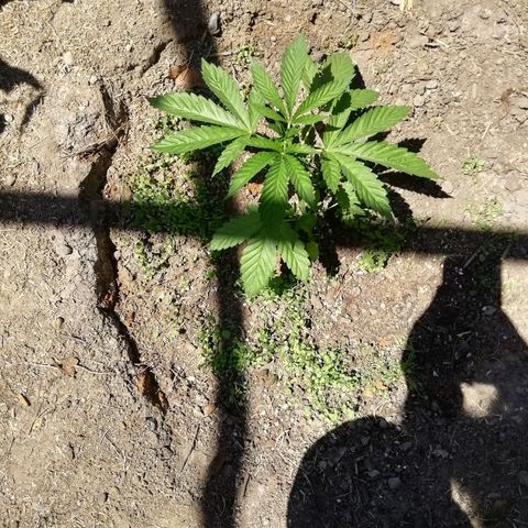 Green Gelato growlog timeline photo