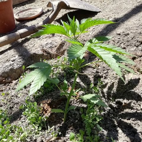 Green Gelato growlog timeline photo