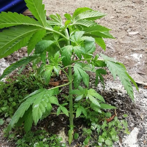 Green Gelato growlog timeline photo