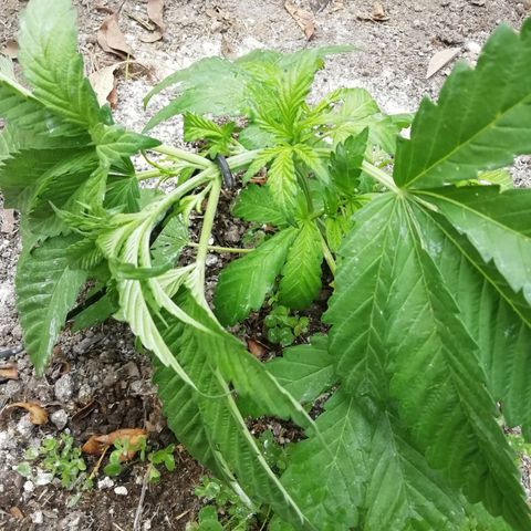 Green Gelato growlog timeline photo