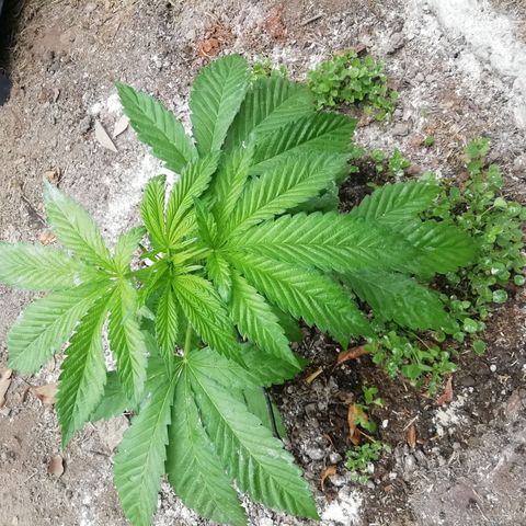 Green Gelato growlog timeline photo