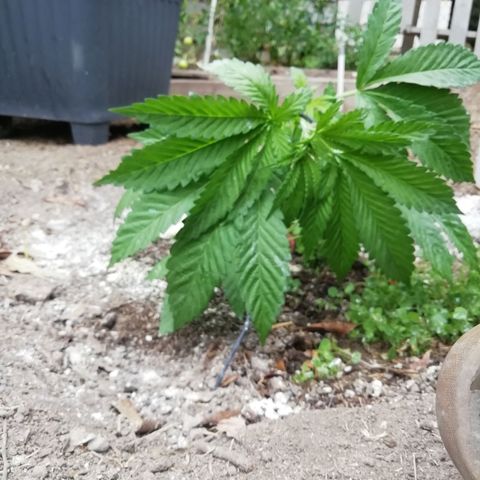 Green Gelato growlog timeline photo