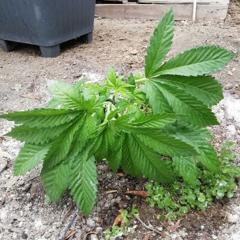 Green Gelato growlog timeline photo