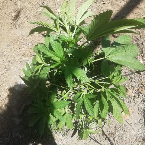 Green Gelato growlog timeline photo