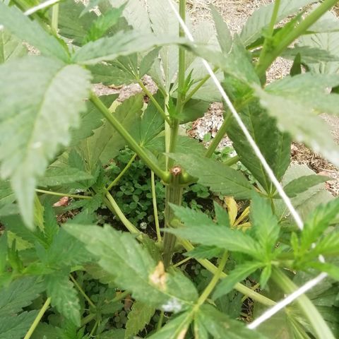 Green Gelato growlog timeline photo