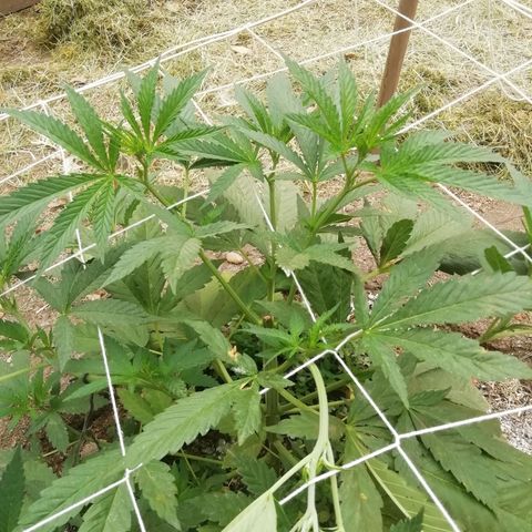 Green Gelato growlog timeline photo