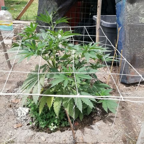 Green Gelato growlog timeline photo