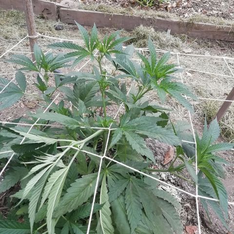Green Gelato growlog timeline photo
