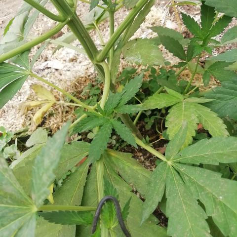 Green Gelato growlog timeline photo