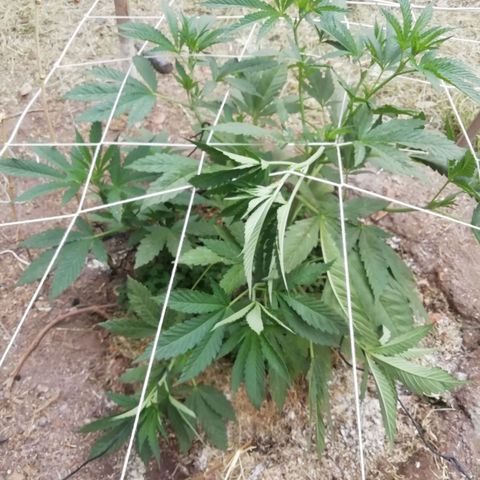 Green Gelato growlog timeline photo