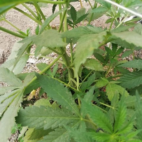 Green Gelato growlog timeline photo