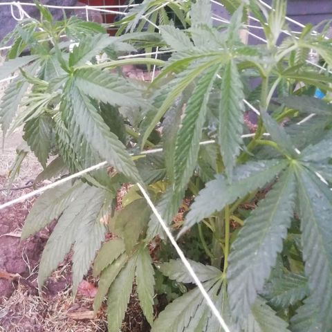 Green Gelato growlog timeline photo