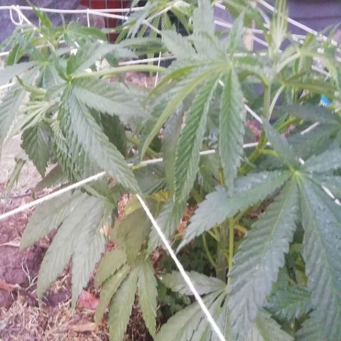 Green Gelato growlog timeline photo