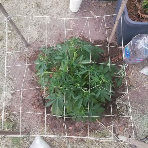 Green Gelato growlog timeline photo