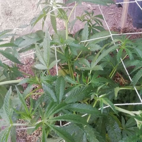 Green Gelato growlog timeline photo