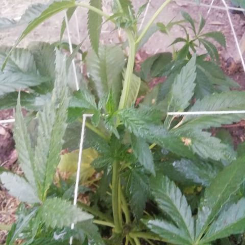 Green Gelato growlog timeline photo