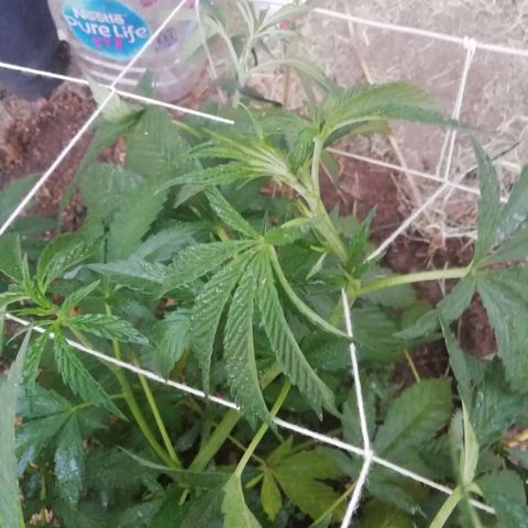 Green Gelato growlog timeline photo