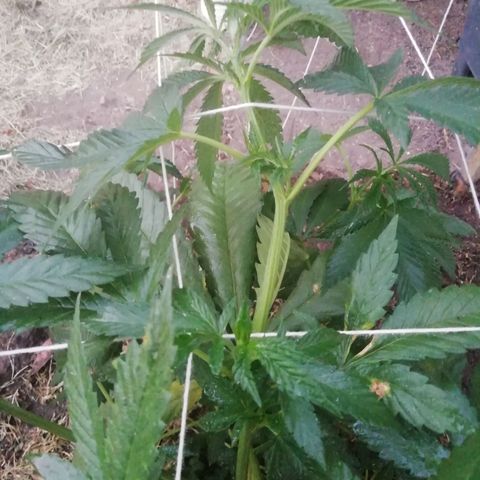 Green Gelato growlog timeline photo