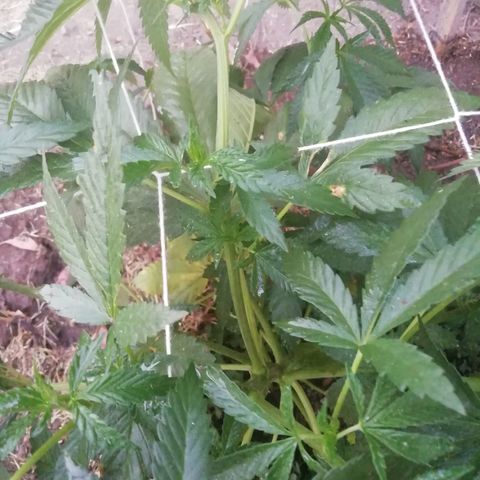 Green Gelato growlog timeline photo