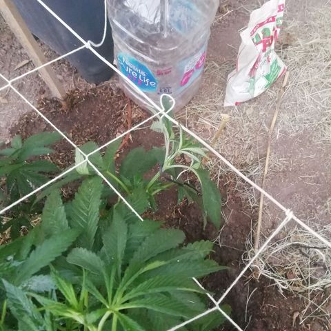 Green Gelato growlog timeline photo