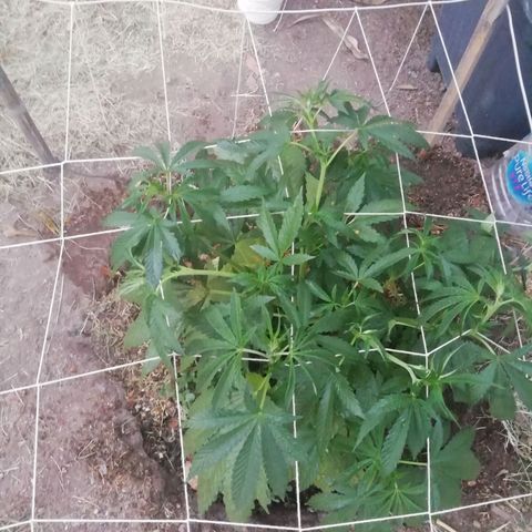 Green Gelato growlog timeline photo