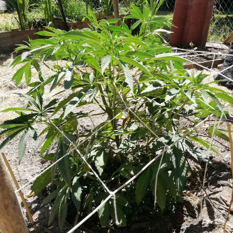 Green Gelato growlog timeline photo