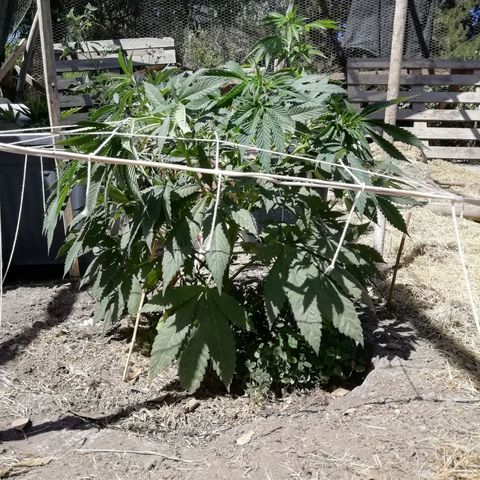 Green Gelato growlog timeline photo