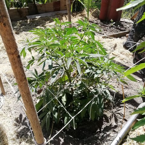 Green Gelato growlog timeline photo