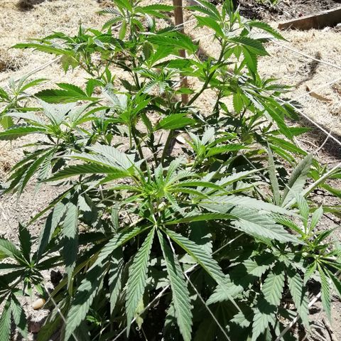 Green Gelato growlog timeline photo