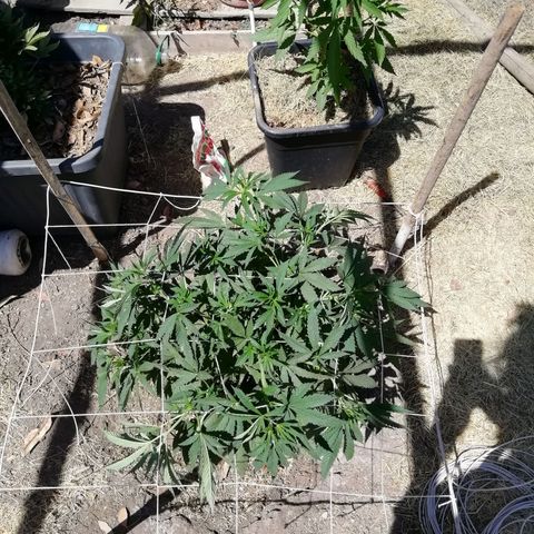 Green Gelato growlog timeline photo