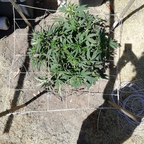 Green Gelato growlog timeline photo
