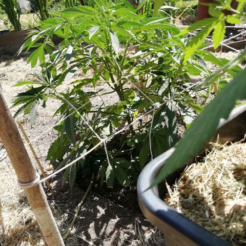 Green Gelato growlog timeline photo