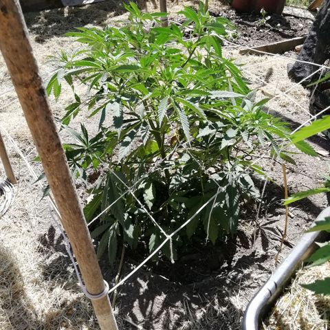 Green Gelato growlog timeline photo