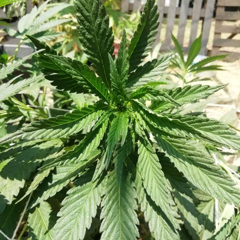 Green Gelato growlog timeline photo