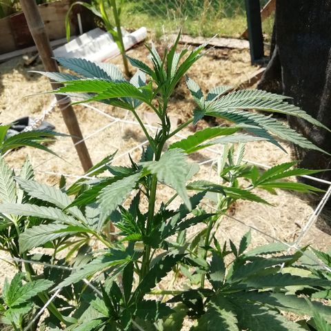 Green Gelato growlog timeline photo