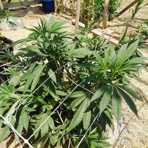 Green Gelato growlog timeline photo