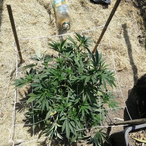 Green Gelato growlog timeline photo