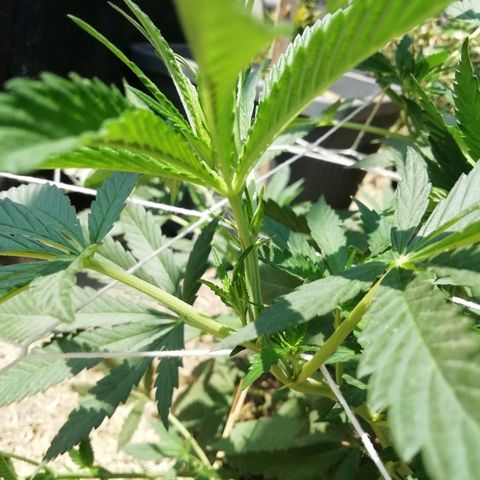 Green Gelato growlog timeline photo