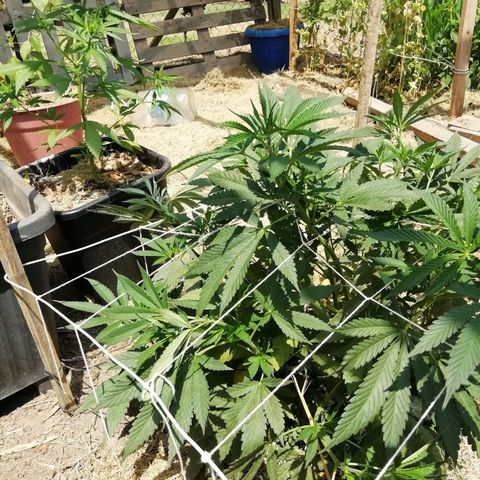 Green Gelato growlog timeline photo