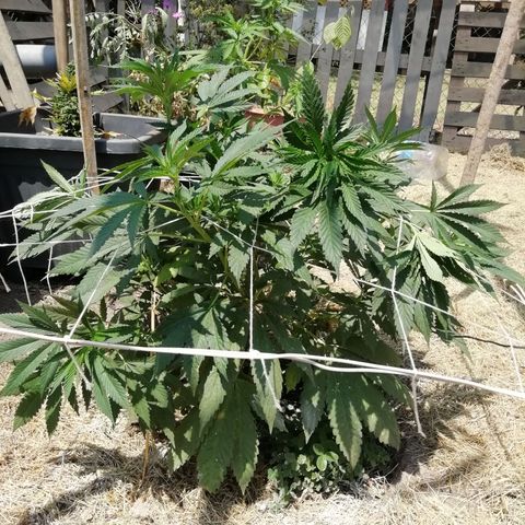 Green Gelato growlog timeline photo