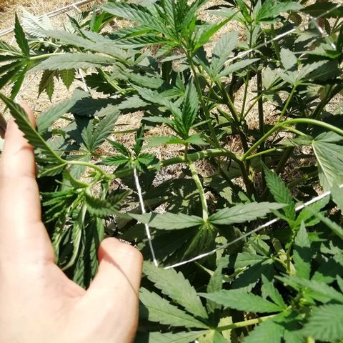 Green Gelato growlog timeline photo