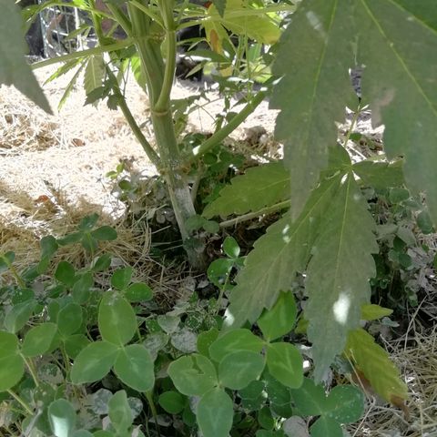 Green Gelato growlog timeline photo