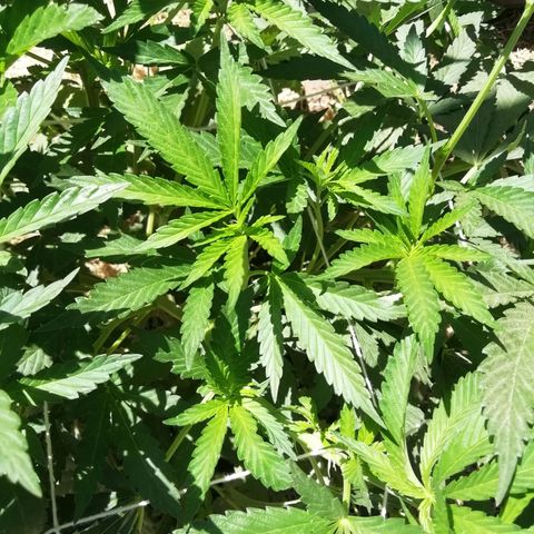 Green Gelato growlog timeline photo