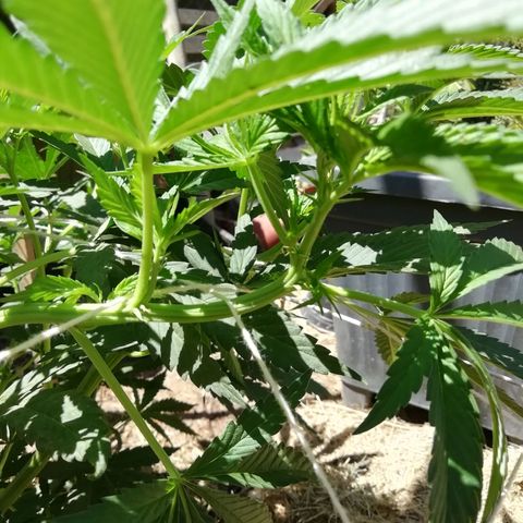 Green Gelato growlog timeline photo