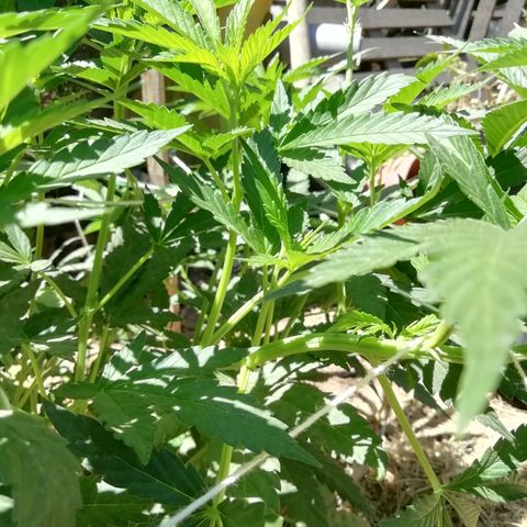 Green Gelato growlog timeline photo
