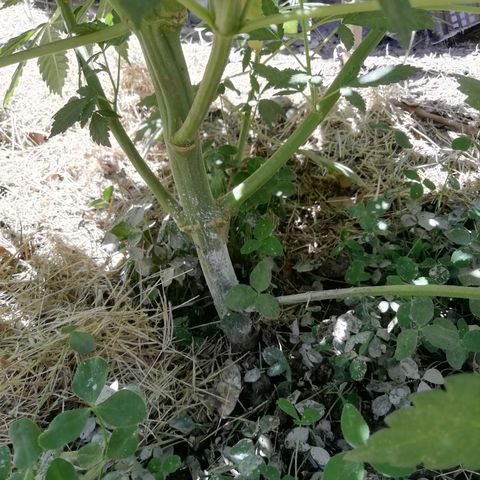 Green Gelato growlog timeline photo